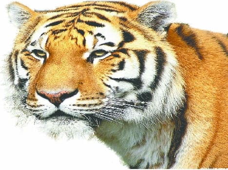 30 surveillance cameras The Tiger will Amria